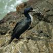 Guanay Cormorant